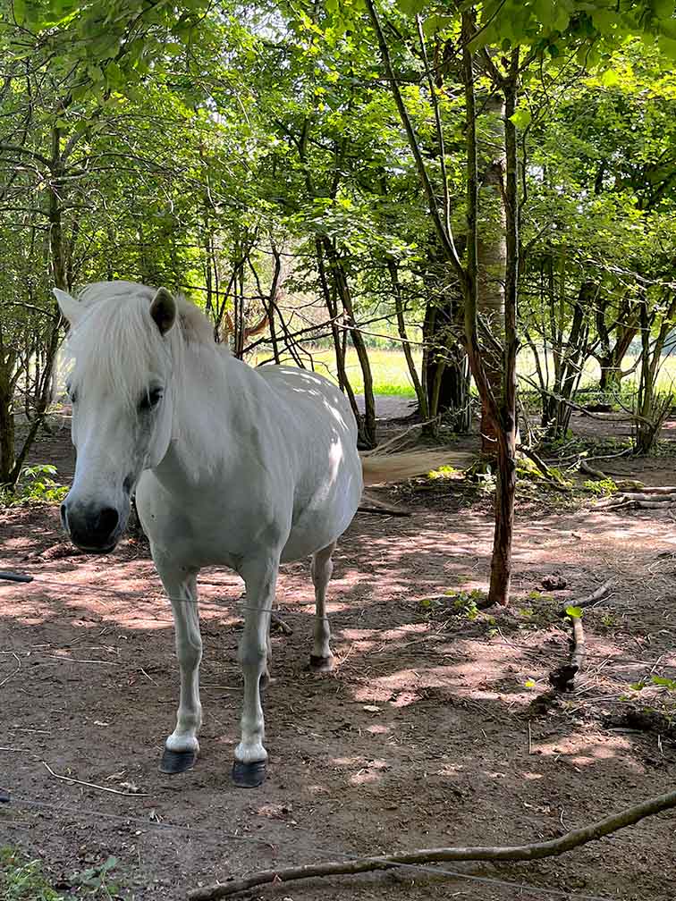 Hest i Kirkebjerg